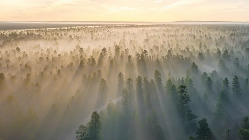 Mountain with trees covered with fogs at daytime by Chris Lawton