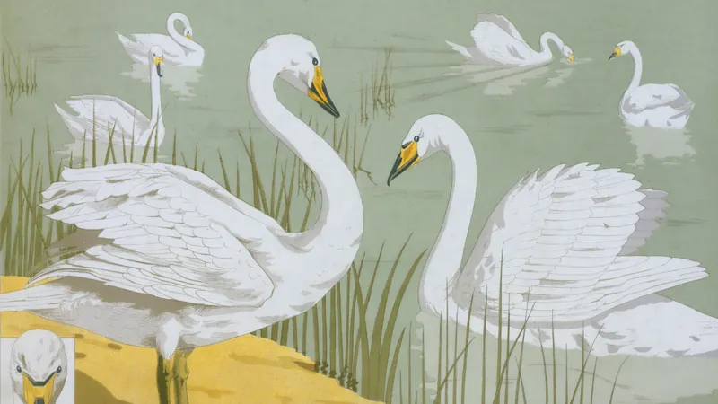 Several white swans swimming and standing near water by The New York Public Library